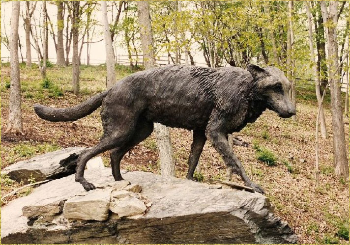 Timber Wolf